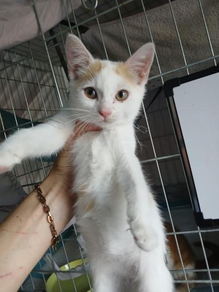 Europäische Hauskatze