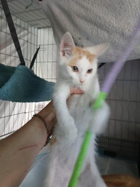 Europäische Hauskatze