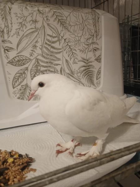 Geflügel