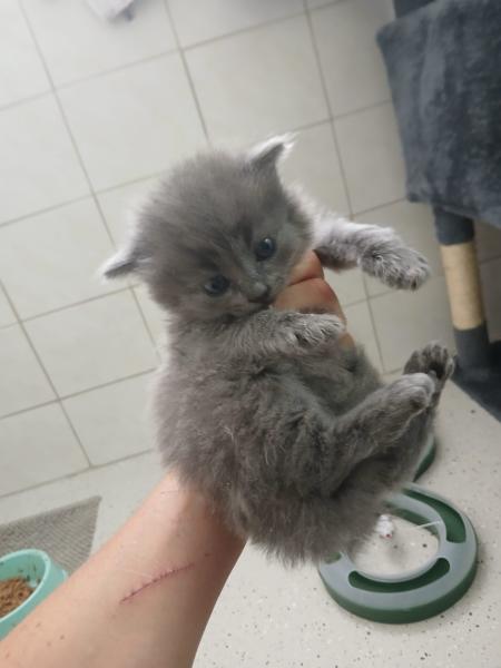 Europäische Hauskatze