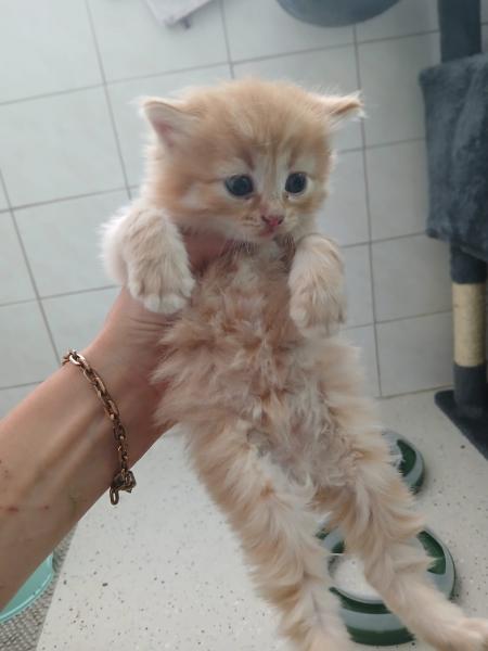 Europäische Hauskatze