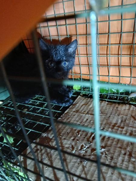 Europäische Hauskatze