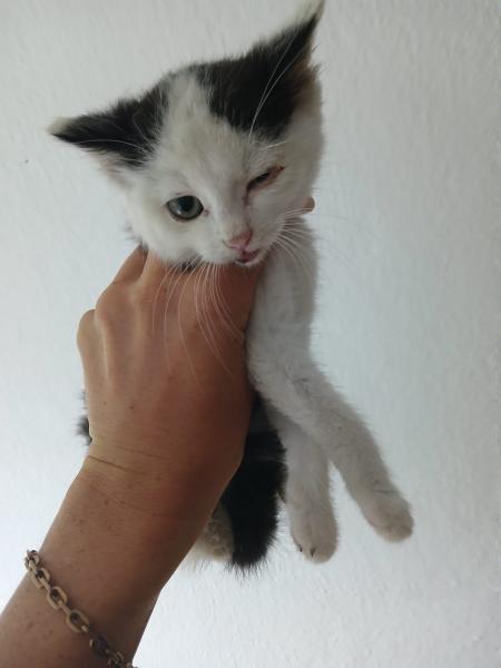 Europäische Hauskatze