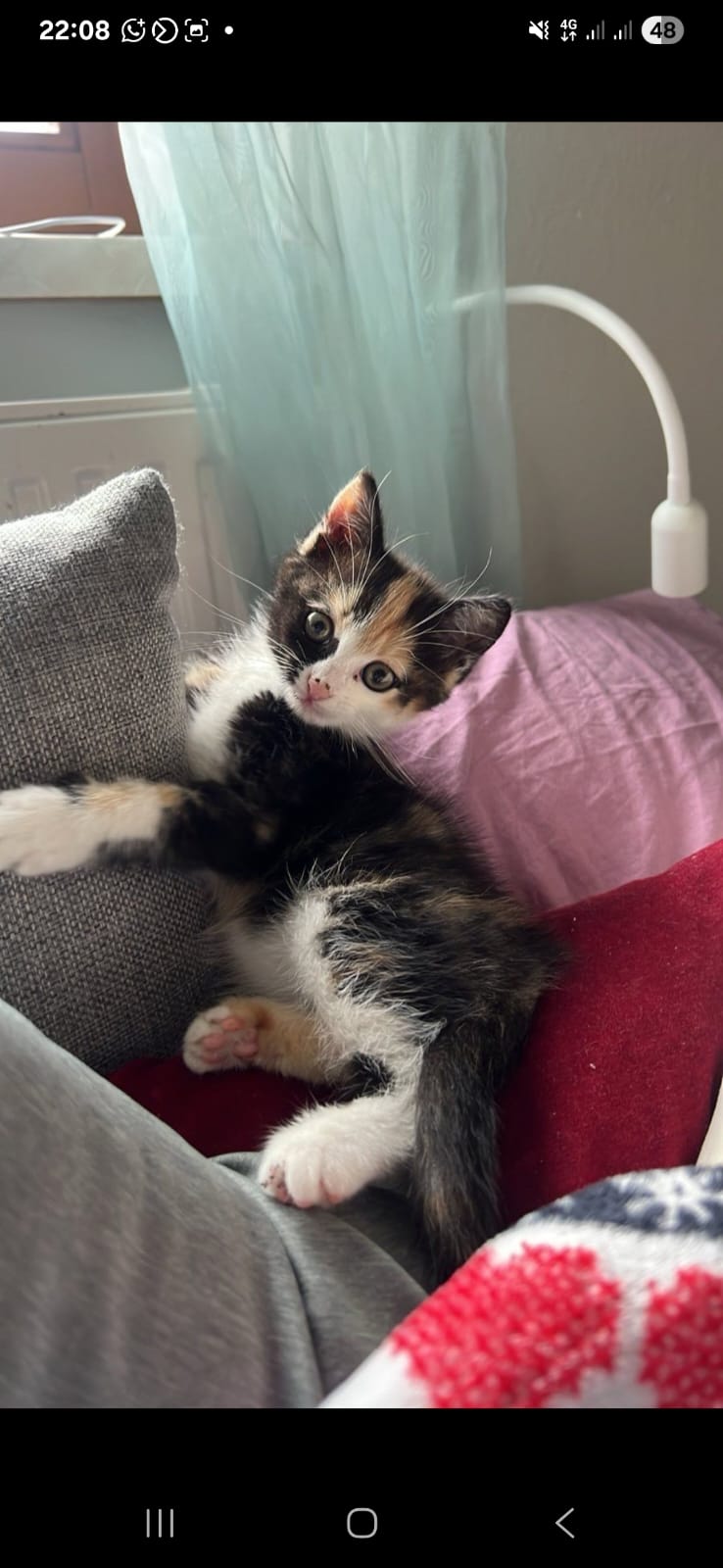 Europäische Hauskatze