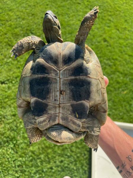 Reptilien/Amphibien