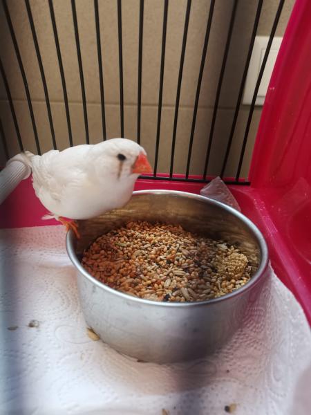 Kanarienvogel
