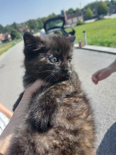 Europäische Hauskatze