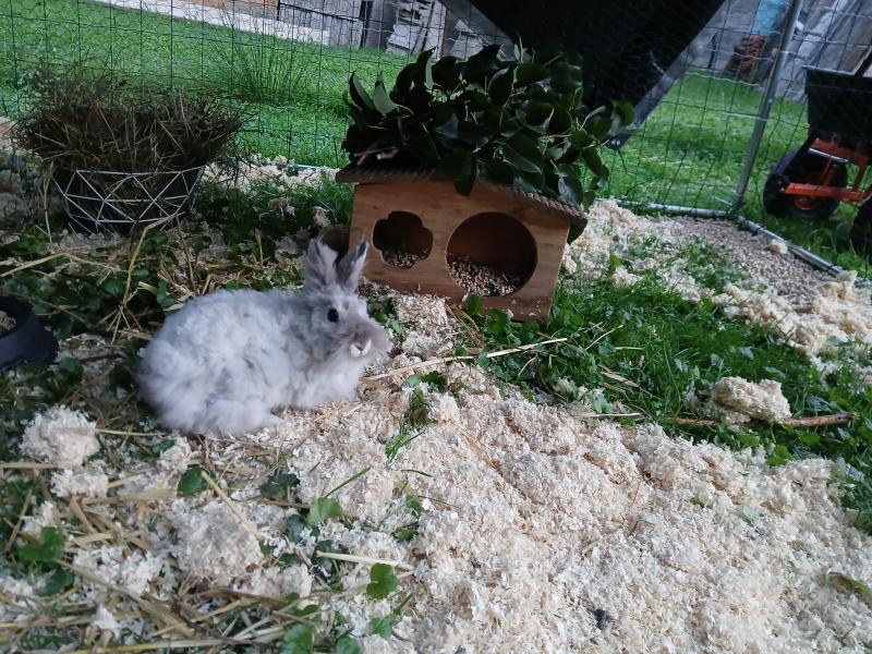 Kaninchen