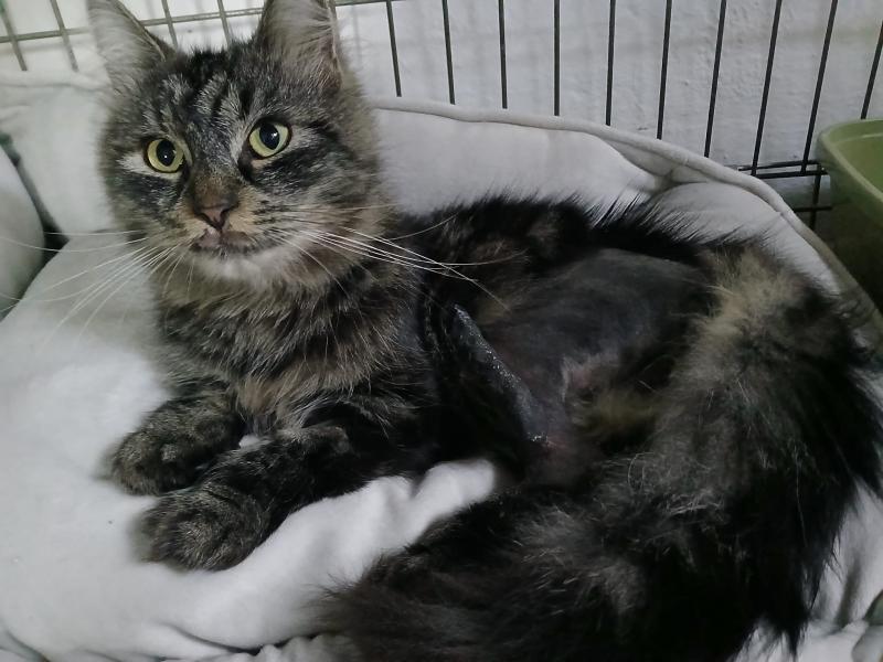 Europäische Hauskatze-Mischling