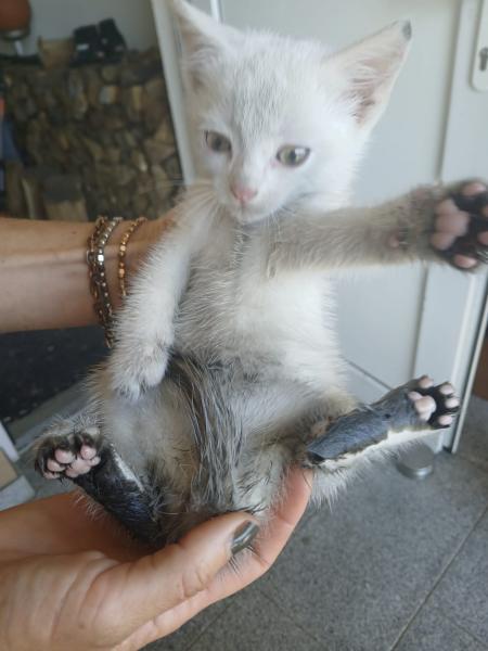 Europäische Hauskatze