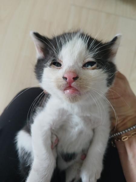 Europäische Hauskatze