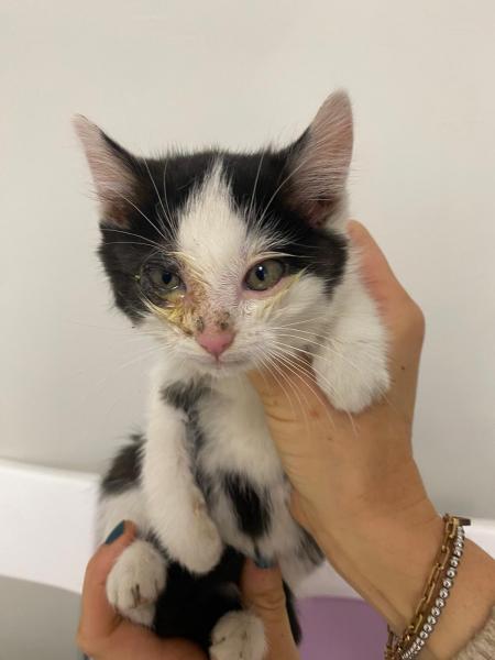 Europäische Hauskatze