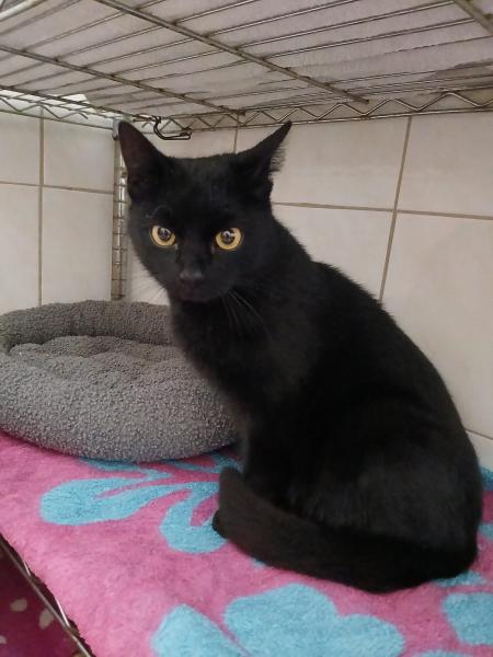 Europäische Hauskatze