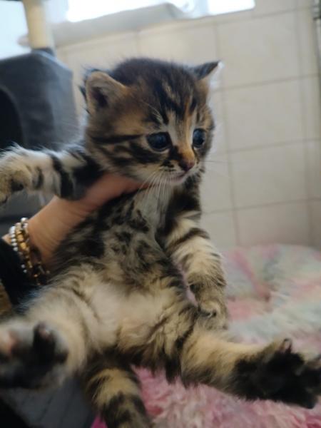 Europäische Hauskatze