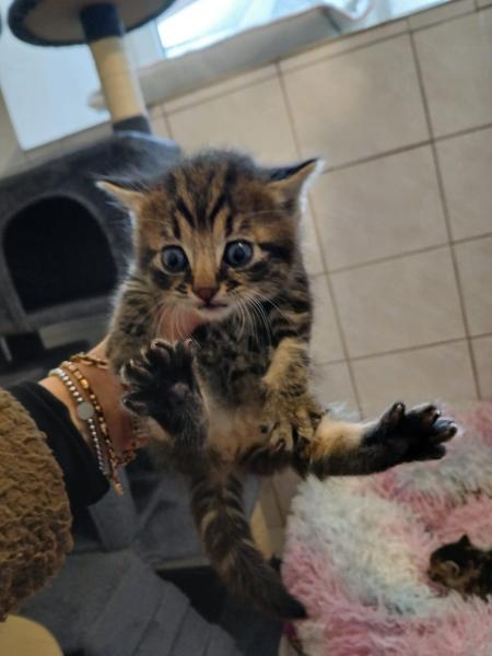 Europäische Hauskatze