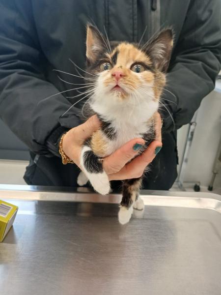 Europäische Hauskatze