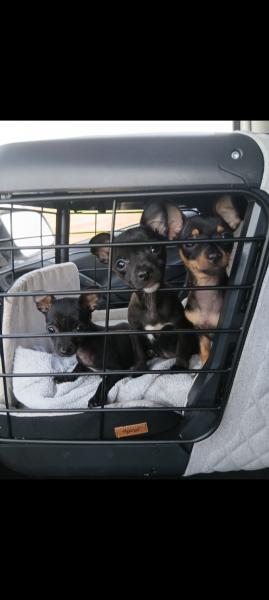 Pinscher