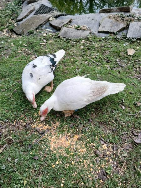Geflügel