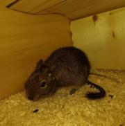 Fundtier Tier-ID 32709