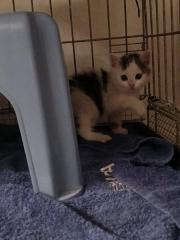 Fundtier Tier-ID 36855