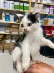 Fundtier Tier-ID 38483