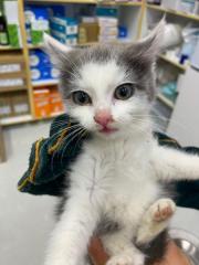 Fundtier Tier-ID 38484