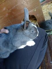 Fundtier Tier-ID 38498