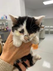 Fundtier Tier-ID 38495