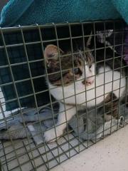 Fundtier Tier-ID 38511