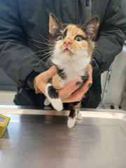 Fundtier Tier-ID 38775