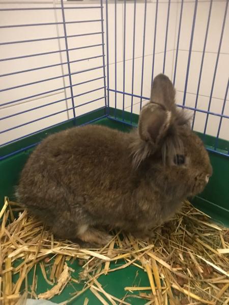 Kaninchen