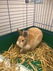 Fundtier Tier-ID 27931