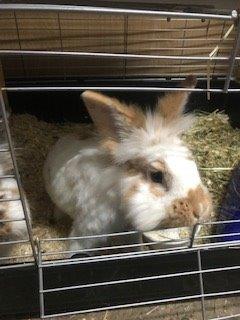 Fundtier Tier-ID 27091