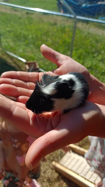 Meerschweinchen