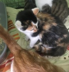 Europäische Hauskatze