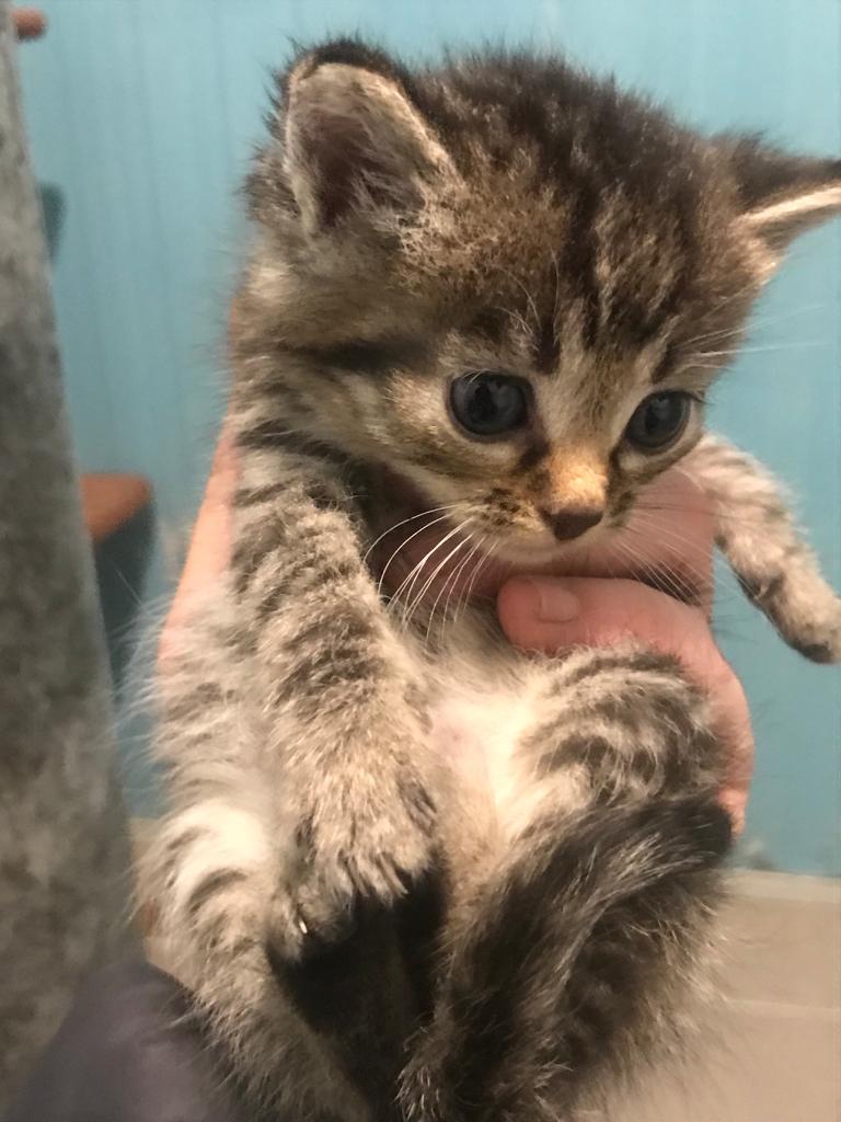 Europäische Hauskatze