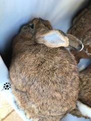 Fundtier Tier-ID 30623