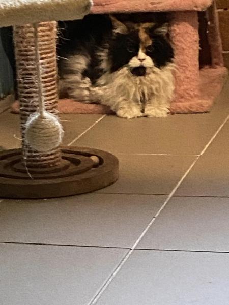 Maine Coon