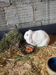 Fundtier Tier-ID 32192