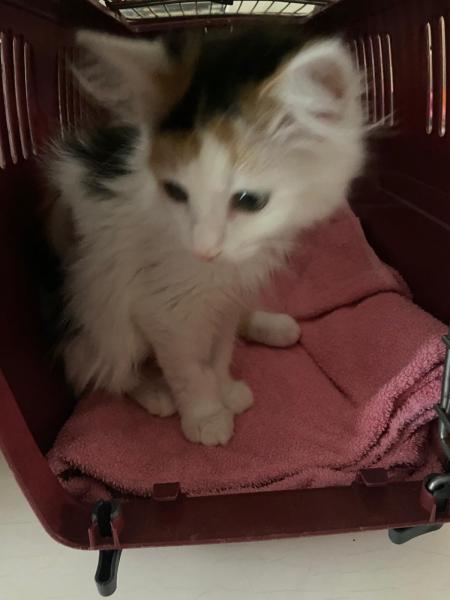 Langhaarkatze-Mischling
