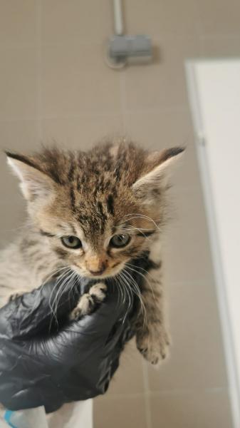 Europäische Hauskatze