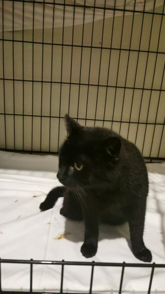 Europäische Hauskatze