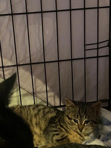 Europäische Hauskatze