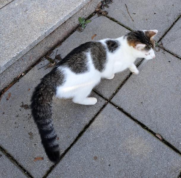 Europäische Hauskatze