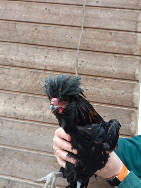 Geflügel