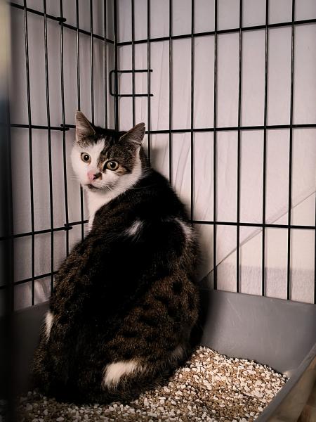Europäische Hauskatze