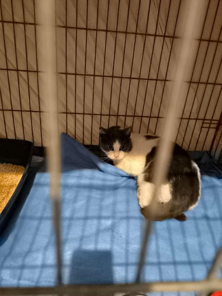 Europäische Hauskatze