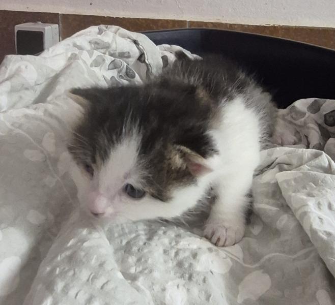 Europäische Hauskatze