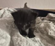 Fundtier Tier-ID 36103