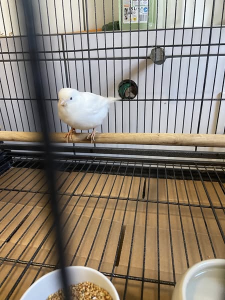 Kanarienvogel